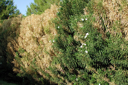 oleander Xylella fastidiosa